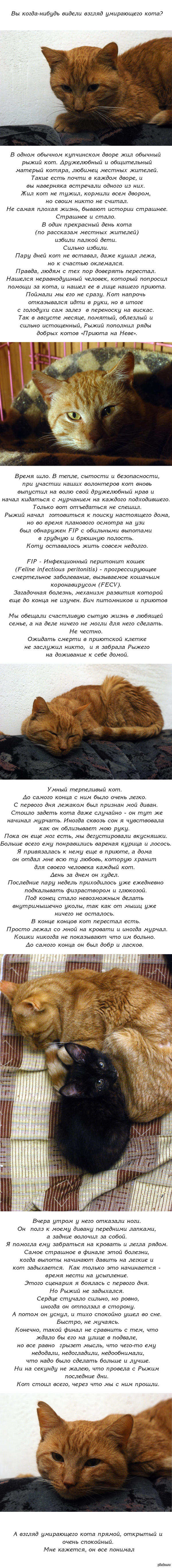 Кракен без тор
