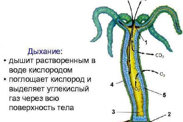 Рабочие ссылки и зеркала кракен