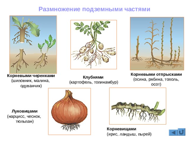 Кракен ссылка призыва нет